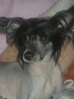 Stjerneskudd's Pet A Porter