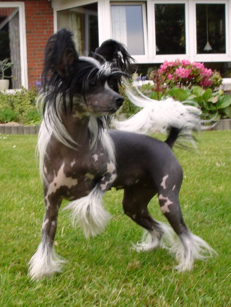 Cronhammar's Isabel Chanel