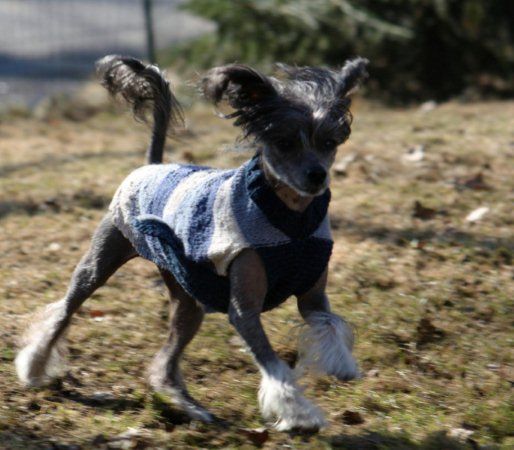 Lady's Trick Övermäktig