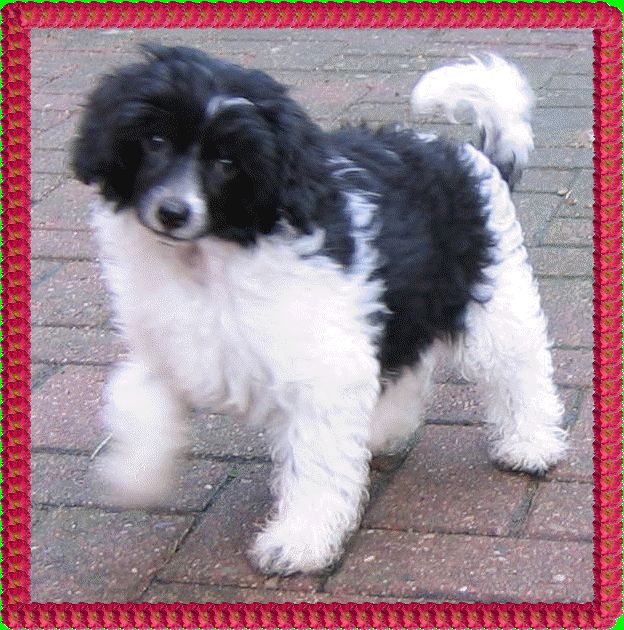 Cookie by Change of Heart   