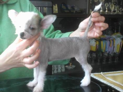 Efronia Am Brie Al Maarii Sapphire