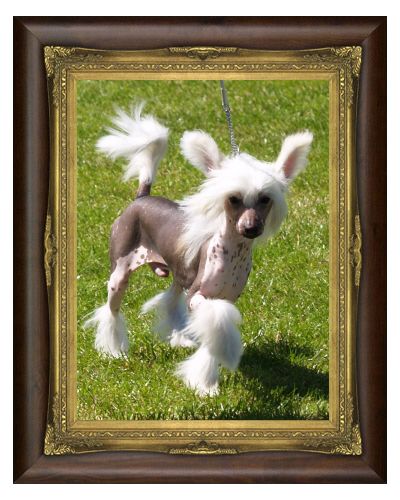 Lemiz Lord of The Manor for Brodiegan