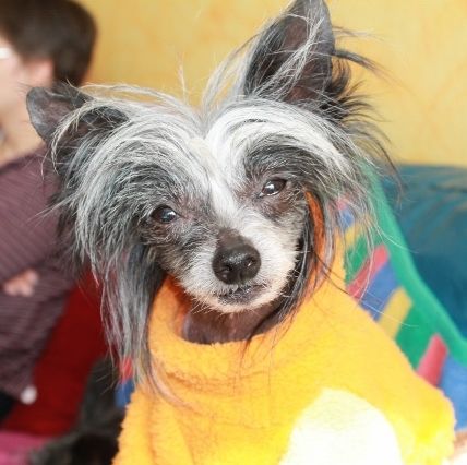 Ferrari von Shinbashi