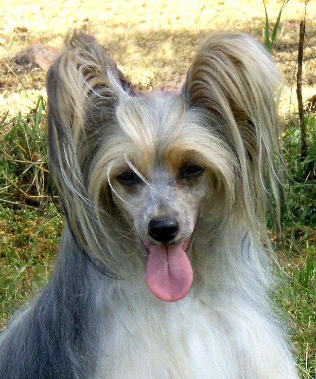 El-Saraya Al Shraifi