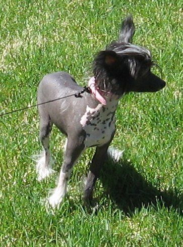 Show Me Dah Munny Hunny Gardine