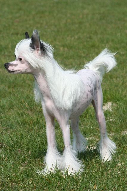 Crazy Love od Teareibi