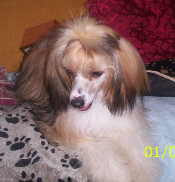 Flirt in a Skirt of Pughbear