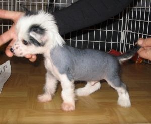 Bozo Gang's Nitroglycerine