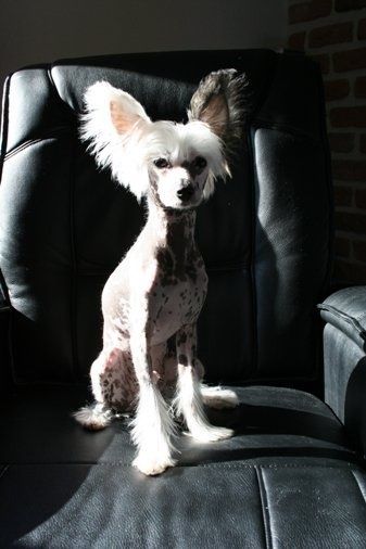 Chodlik Gangster-Gonzo