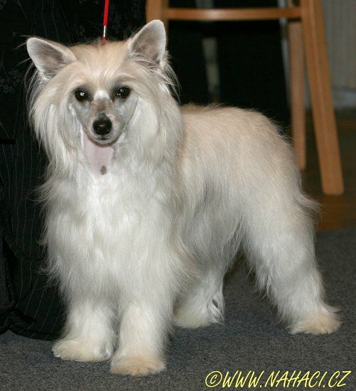 Catlin Lady z Valasskeho raje