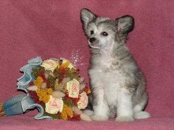 Cecillia Girl z Valasskeho raje