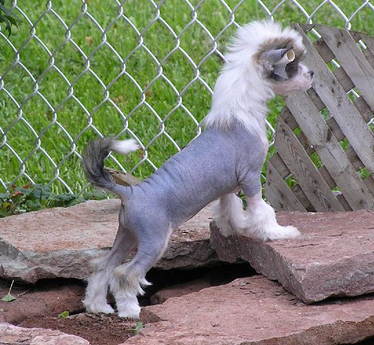 Altair's Harriet The Spy