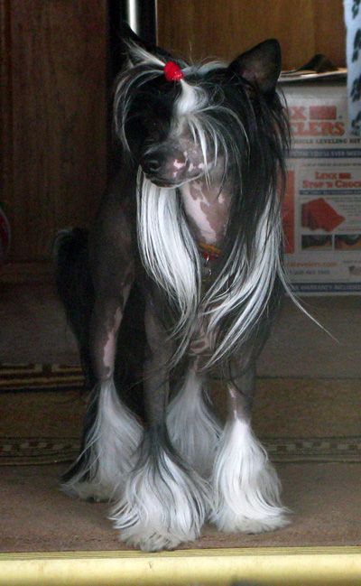 Altair's Light Bright