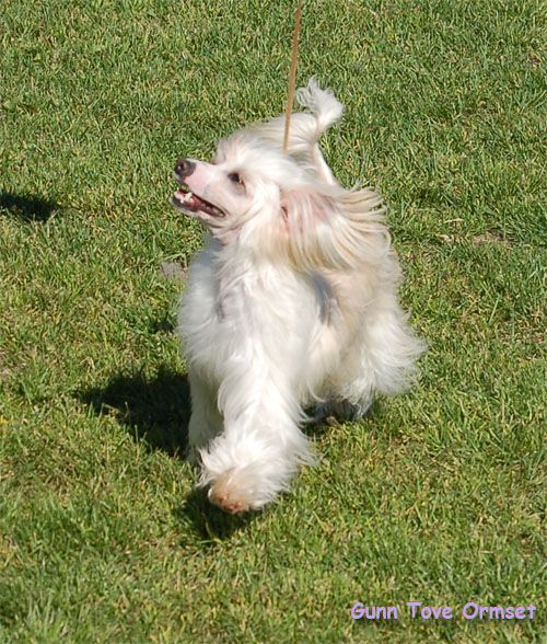 Sippelins No One Else