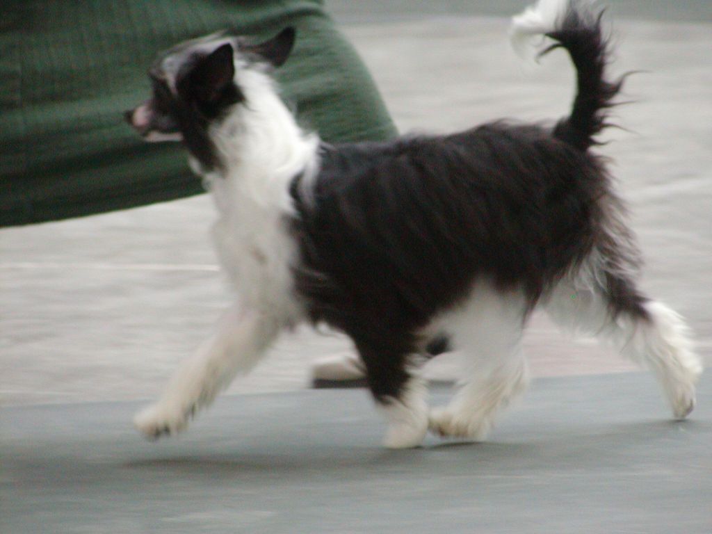 C-Cruz's Phantum Of The Opera