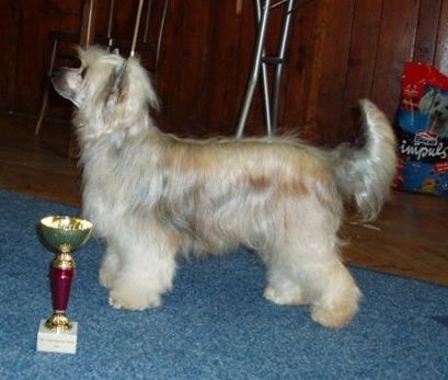 Bai Long's Dragonfly