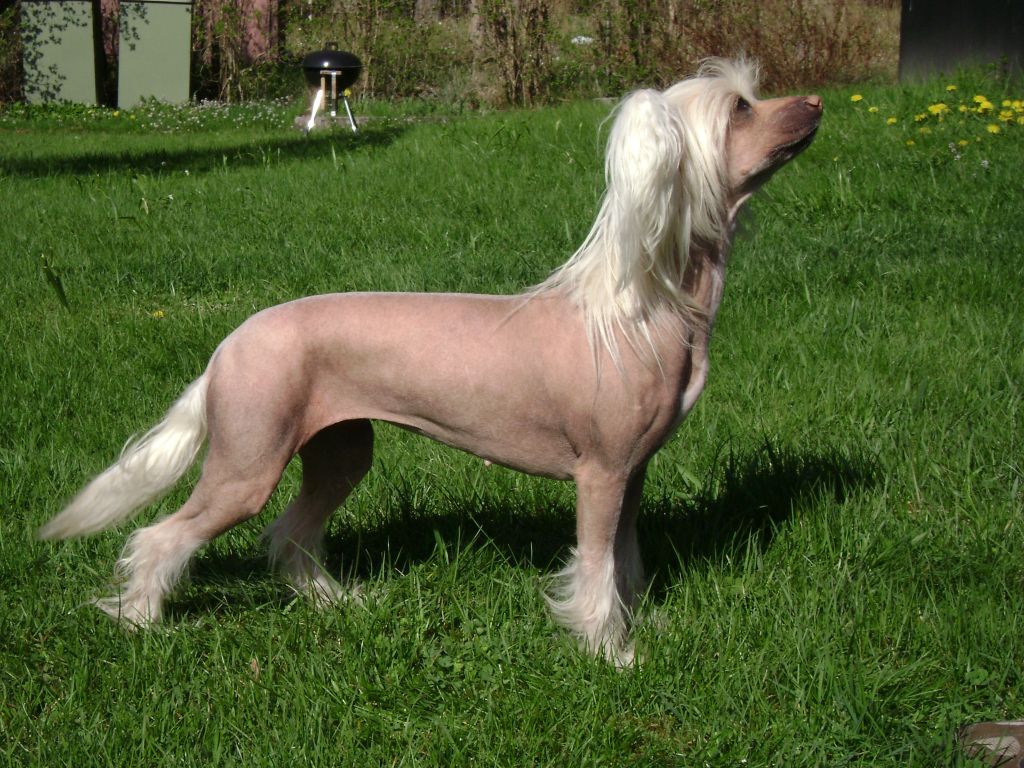 Bai Long's Darling Dynamite