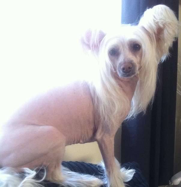 Bai Long's Diamonds are Forever omegaville