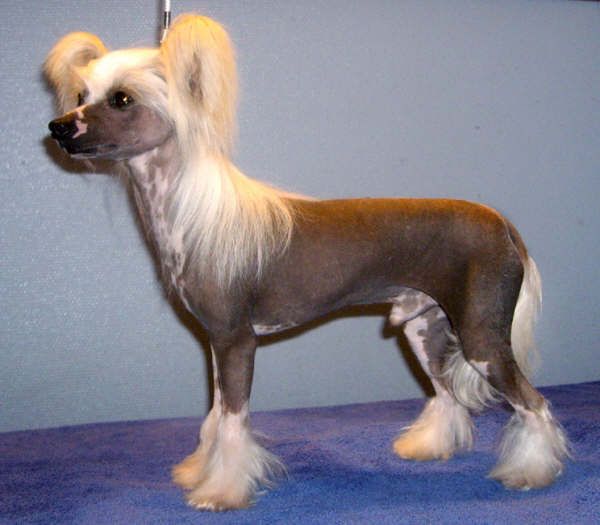 Sippelins Hero Of Night