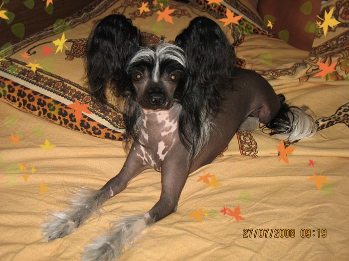 Kredo Festa Una Starlight Night