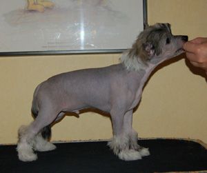 Princess Leia's I Get Around