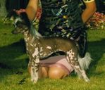 Wavecrest Little Luna Tick