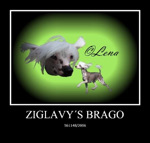 Ziglavys Brago