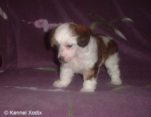 Xodix Roses In My Garden