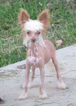 VII Peaks Bentley Boy