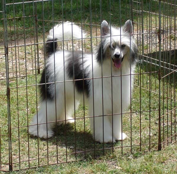 ParaDice's Midnite Summer Dream