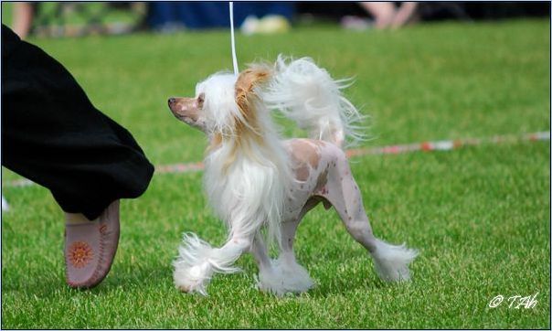 White Affair's I'm In Love