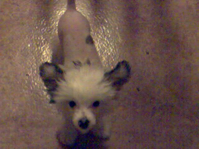 White Affair's Indigo Dargon