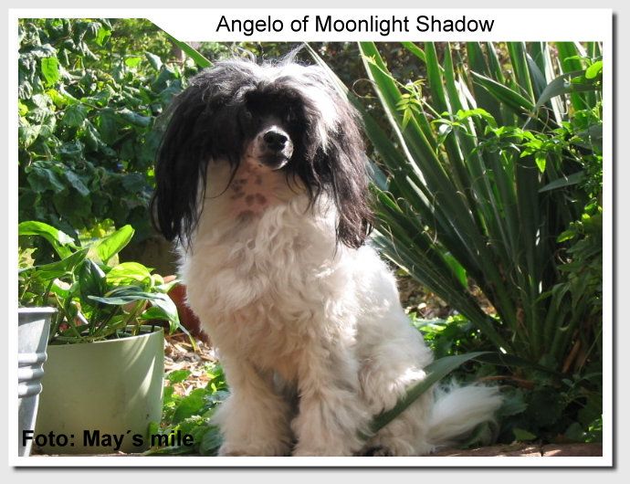 Angelo of Moonlight Shadow