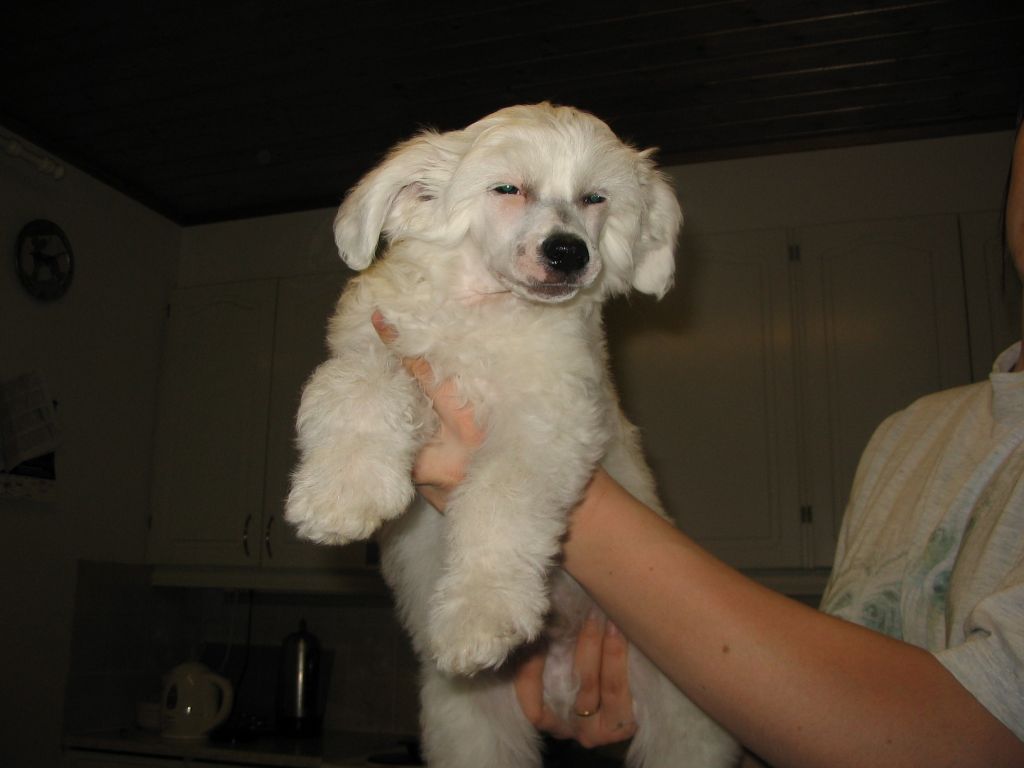 Kiikunkaakun Innokas-Ossi