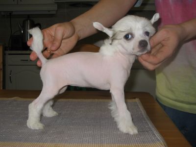 Kiikunkaakun Iiris-Ilona