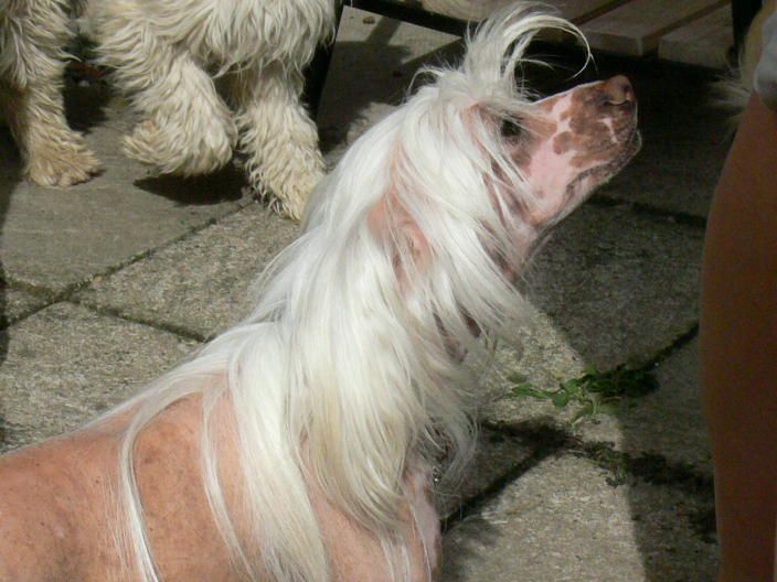 Crynllis Divine Diva