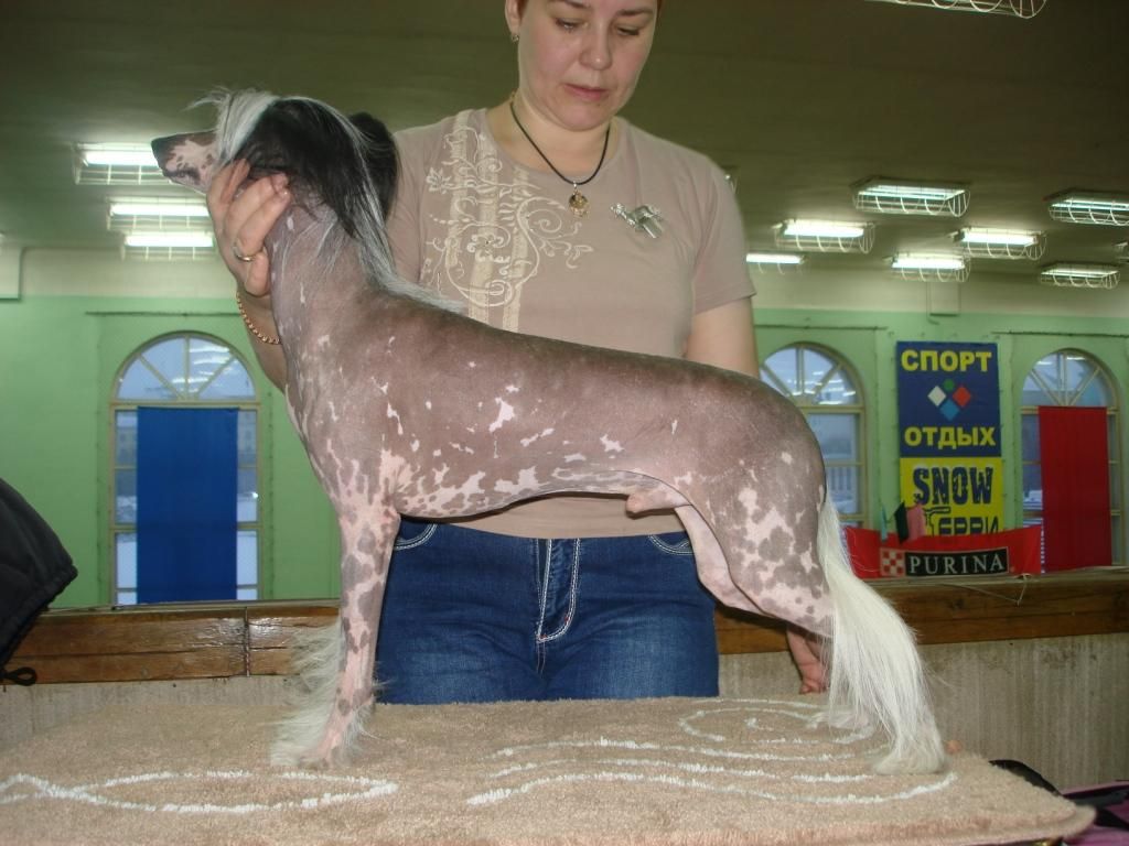 Kredo Festa Radian Eyes