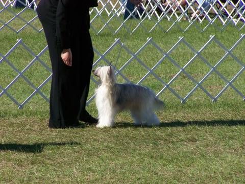 Aragon's I'm No Weeping Willow