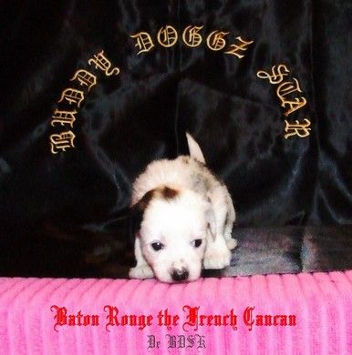 BDSK LBC Baton Rouge French Cancan