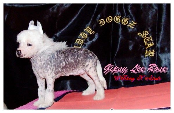 Bdsk Lbc Gipsy Lee Rose Hu Ching