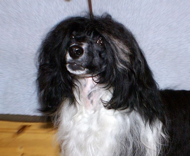 Old Chum's Like it or Not