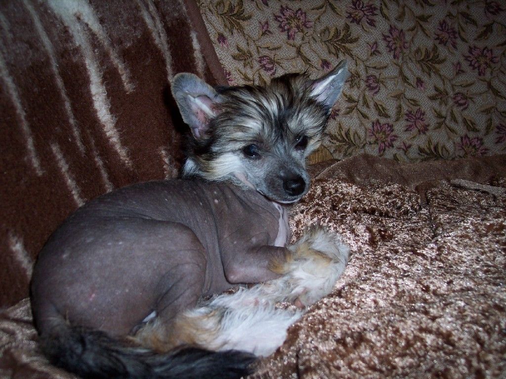 Empress Lemiz Garden Roses