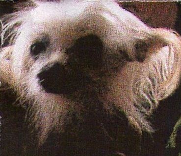 Princesse Finca du Domaine de l'Hirondelle