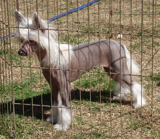 Absolute Lee Cristall Clear