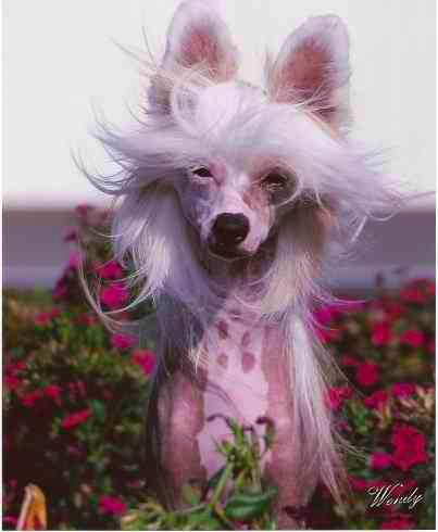 Risin Star Frankly My Dear