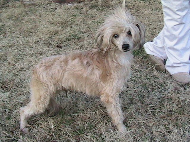 Paprika Paradox Of O.C.