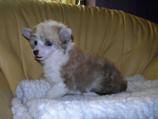 Boogie Of Crazy Debbie