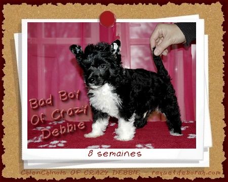 Bad Boy of Crazy Debbie