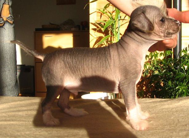 Shadowgame's Nightmare