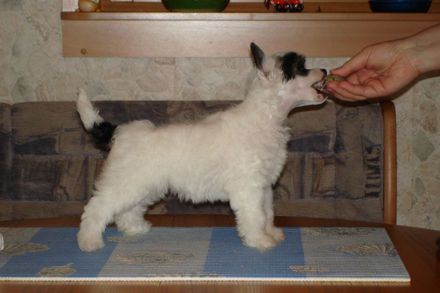 Fantastik Kashmir Runett